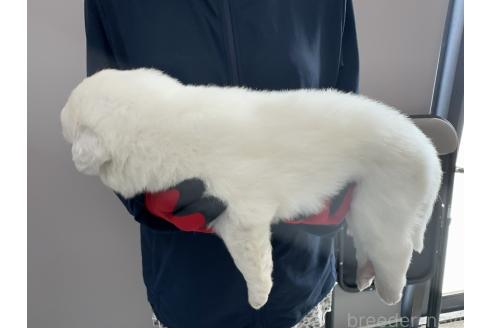 商談中の千葉県のグレートピレニーズ-394900の6枚目